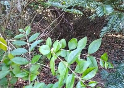 j & s garden and tree service s facebook gallery 19